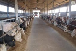 Uzgoj goveda - Zašto ne treba zatvarati štale