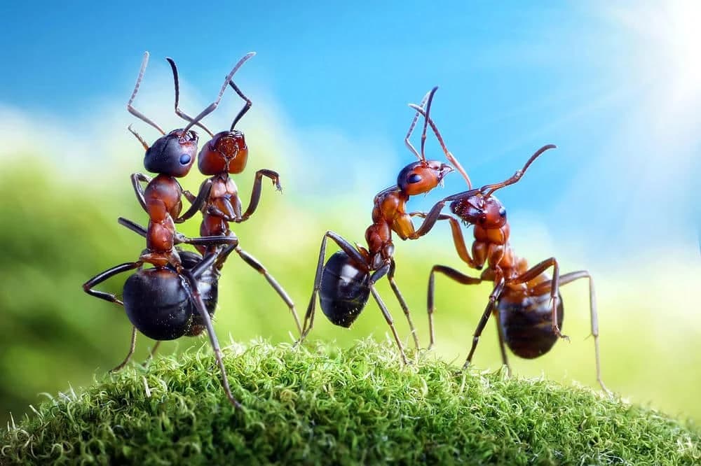 Ako ovo znate o mravima bašta će vam biti sigurna