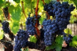 Ekstrakt sjemenki groždja 20 puta jači antioksidans od vitamina C