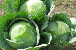 Kada kupus može da napravi ogromne probleme u organizmu