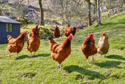 Ako gajite živinu ovo morate znati - Novi Pravilnik prijeti da zatvori veliki broj farmi