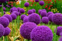 Novi adut vašeg vrta - UKRASNI LUK