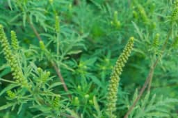 Naučnici pronašli način da pobjede ambroziju i smanje broj alergičnih