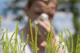 Alergija na ambroziju - Simptomi, liječenje, savjeti