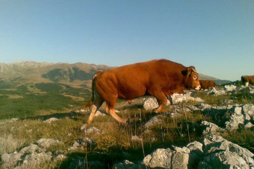 Razvoj organskog stočarstva