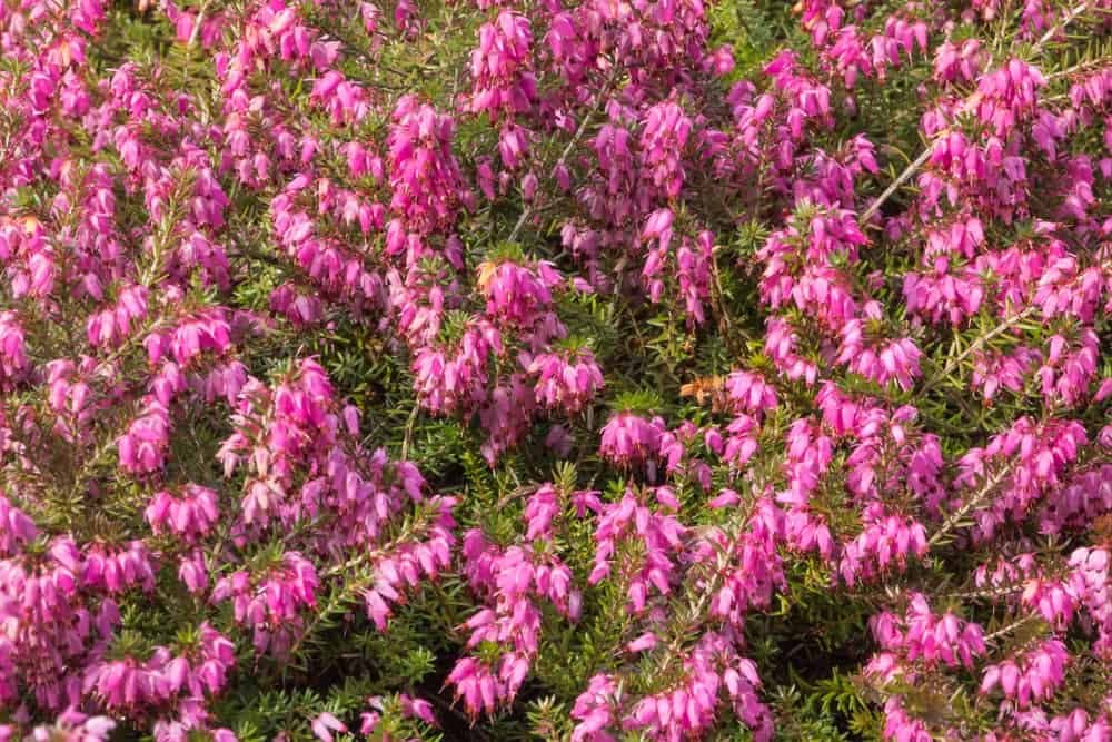 Ovo je biljka koja daje odličan med