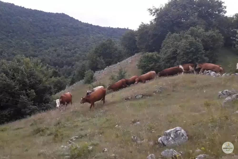 bolest krava