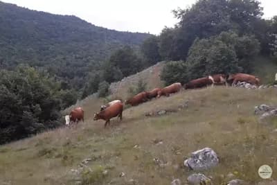 Životnu sredinu ne treba štititi izbacivanjem mesa iz upotrebe, nego ispašom životinja