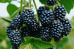 Izbor mjesta i položaja za kupinjak