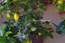 Limun u saksiji - Savjeti za uspješno gajenje
