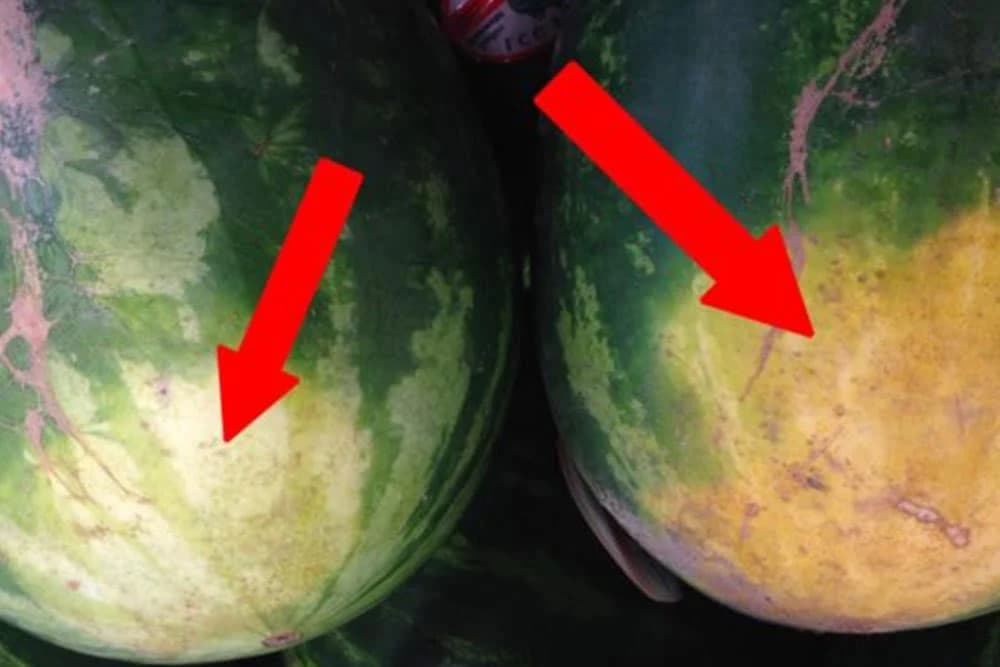 Iskusni poljoprivrednik otkrio kako odabrati najslađu i najukusniju lubenicu