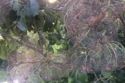 Semberija: Jeziv napad gusjenice na kruški  /VIDEO- FOTO/