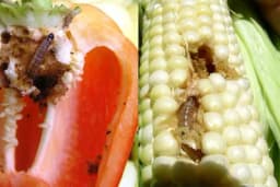 Kukuruzni plamenac: UNIŠTAVA kukuruz i papriku