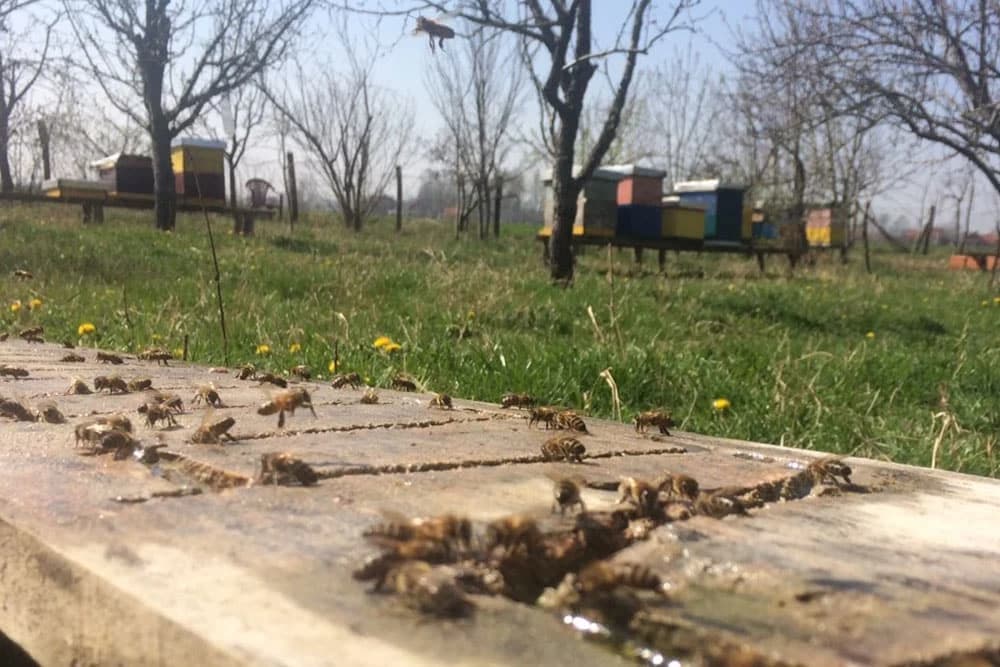 Julski radovi u pčelinjaku