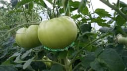 Uz ove savjete imaćete najbolji paradajz ikada