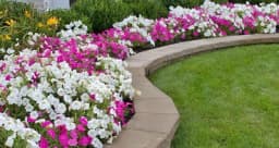 Radite ovo redovno i cvijeće će vam duže cvjetati