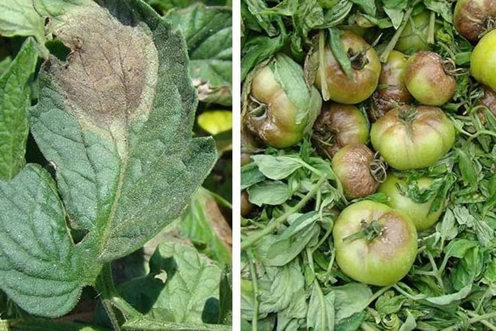 Plamenjača paradajza - Simptomi i zaštita