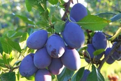 Institut za voćarstvo u Čačku proizveo novu ranu sortu šljive