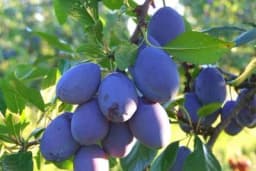 Kako spriječiti kvarenje plodova šljive nakon berbe