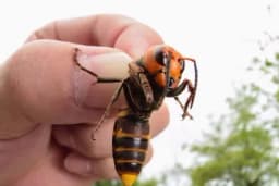 UBOD STRŠLJENA - Evo šta prvo da uradite kako biste izbjegli alergijske reakcije i spasili sebi život!