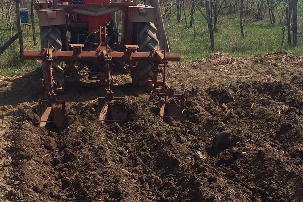 Đubrivo skraćuje brazdu i umanjuje prinos pšenice