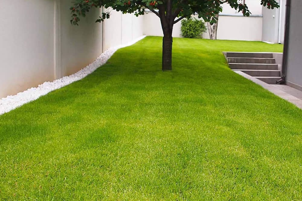 Pratite ova uputsva i imaćete zelen i bujan travnjak tokom cijelog ljeta!