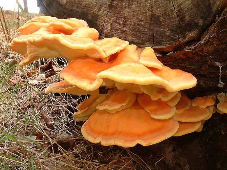 Šta je šumsko pile