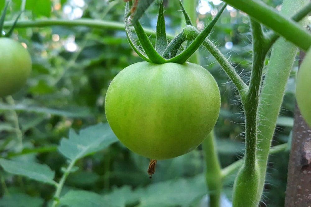 Dvije vrste pepelnica koje mogu smanjiti urod paradajza i paprike i do 70%