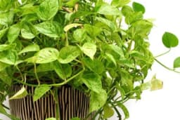 Kako pravilno uzeti pelcer biljke novca - Najbolji način da rasadite zlatni bršljan /VIDEO/