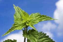 Prirodni lijek protiv alergije na polen