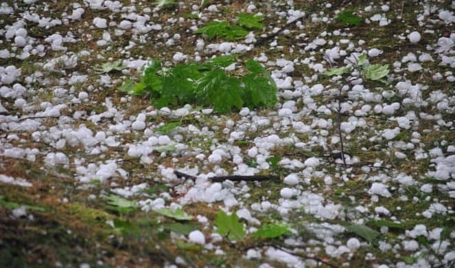 Zaštita voća i povrća nakon šteta nastalih gradom