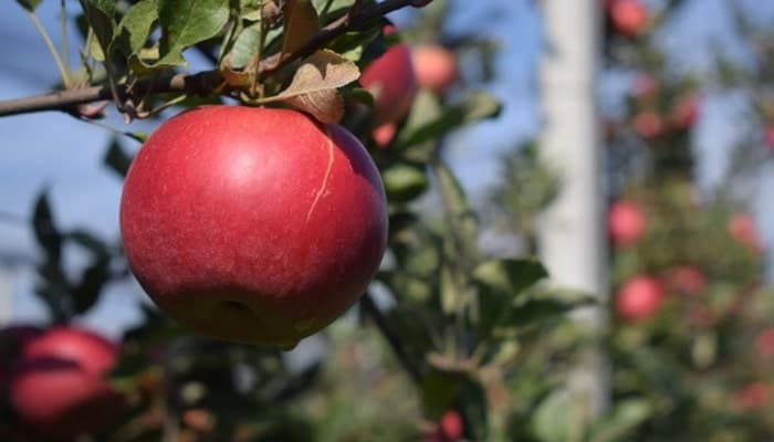 Određivanje momenta berbe jabuke uz pomoć nekoliko testova