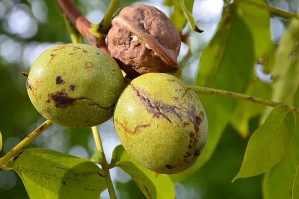 Zašto ne treba saditi orah pored kuće