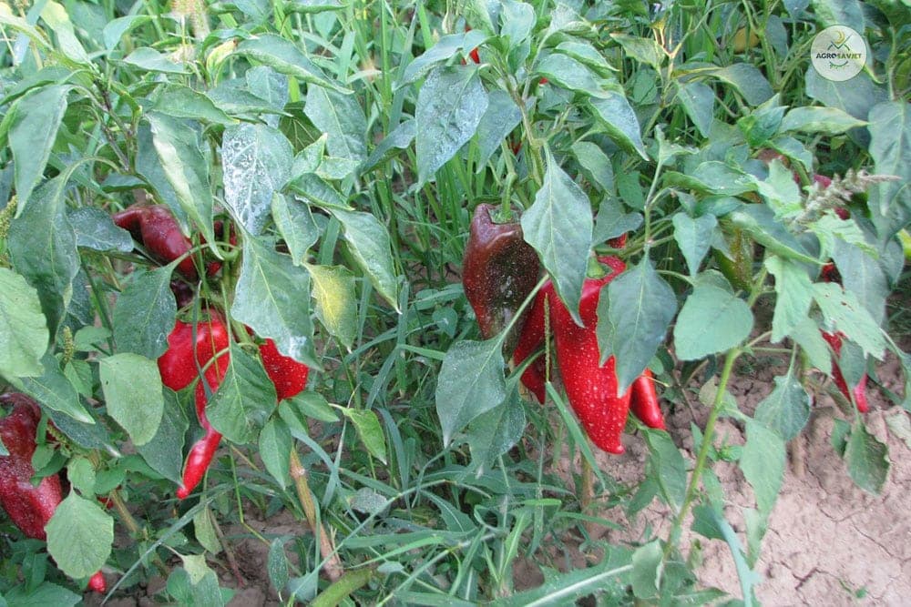 Manjak kalcijuma u gajenju paprike i paradajza dovodi do štete na plodovima