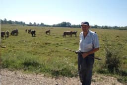 Na pašnjacima u Mačkovcu Nenad uzgaja goveda po sistemu 'krava-tele'