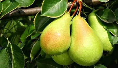 Besplatno voće uskoro dostupno svakom stanovniku