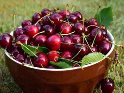 Savremene tehnologije u proizvodnji trešanja daju od 15 do 20 tona ploda po hektaru