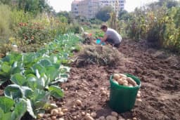 Sadi se i tamo gdje se ni vilama nije radilo