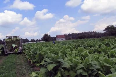 Ugrožena proizvodnja duvana u Semberiji i Majevici