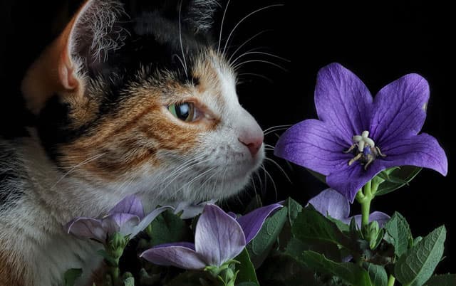 Zanimljivosti o mačkama - Zbog čega su mačke posebne?