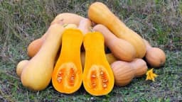 Muskatna tikva - Vrijedna gajenja u vašoj bašti