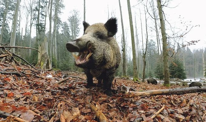 Pogledajte kako krdo divljih svinja uništava usjeve u Gradačcu