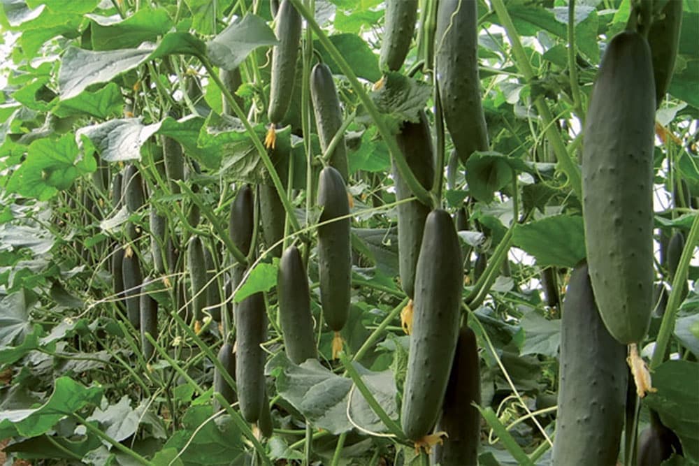 Prednosti vertikalnog gajenja krastavca