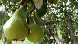 Gdje saditi krušku?