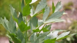 Kako se gaji selen i za šta je dobar