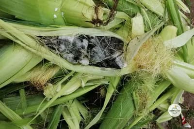 mjehurasta gar kukuruza