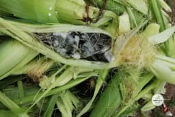 MJEHURASTA GAR KUKURUZA: „Tumor“ klipa meksička poslastica