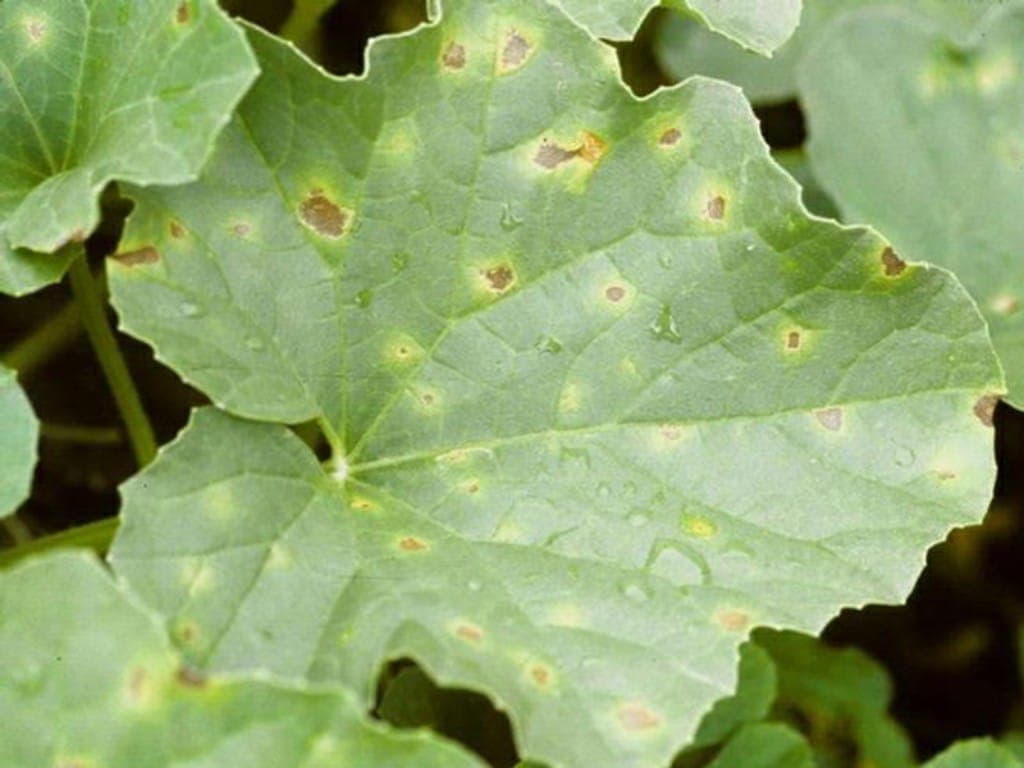 Plamenjača dinje i mjere zaštite