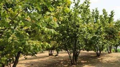 Institut za voćarstvo u Čačku proizveo 50.000 sadnica ljeske