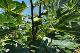 Kako da pravilno orežete smokvu